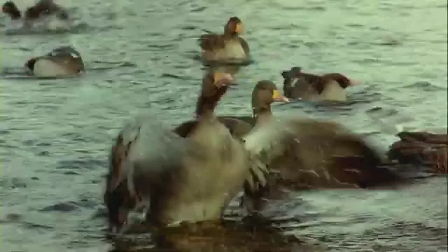 Winged Migration Scene 2