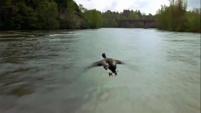 Winged Migration Scene 4