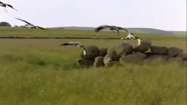 Winged Migration Scene 5
