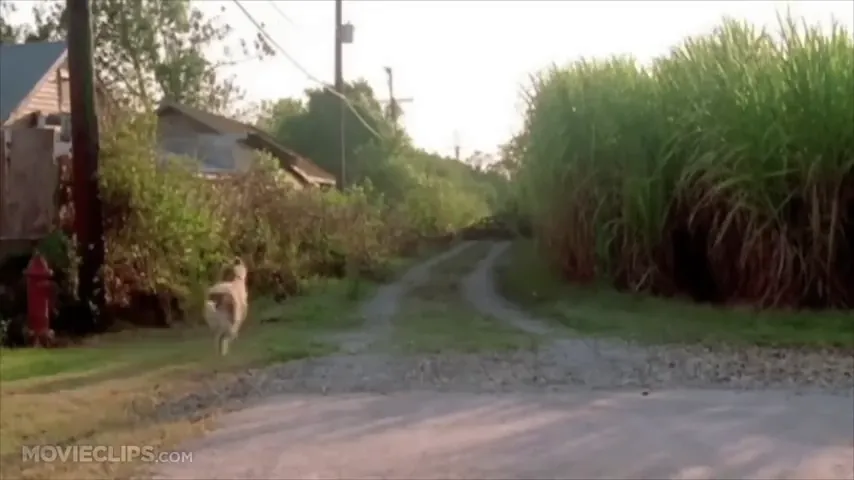 Because of Winn-Dixie Scene 2