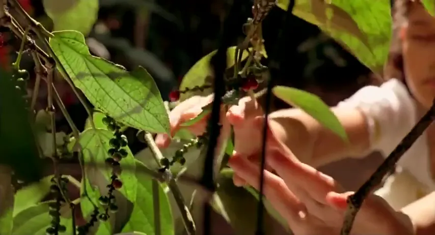 The Mistress of Spices Scene 2