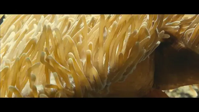 Oceans Scene 1