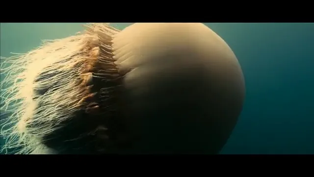 Oceans Scene 2