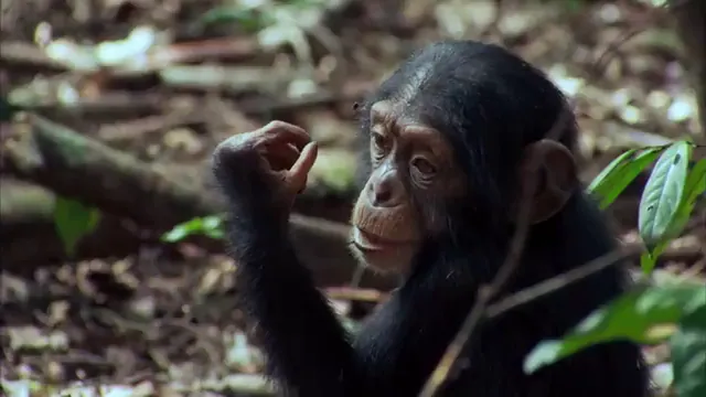 Chimpanzee Scene 5