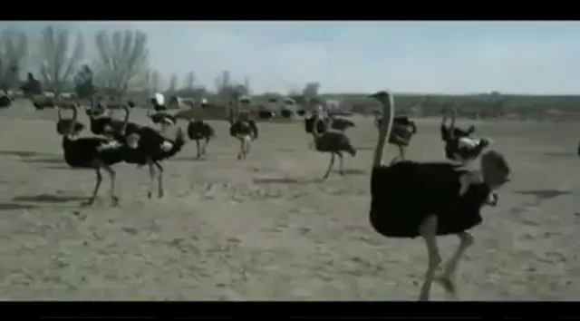 My Son, My Son, What Have Ye Done Scene 3