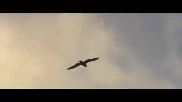 Albatross Scene 5