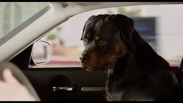 Show Dogs Scene 1