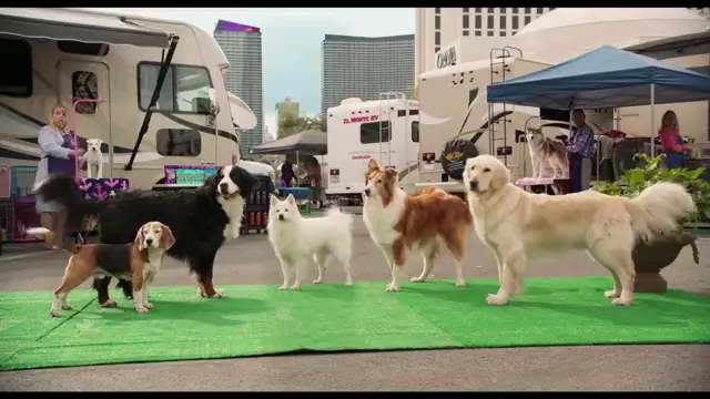 Show Dogs Scene 5