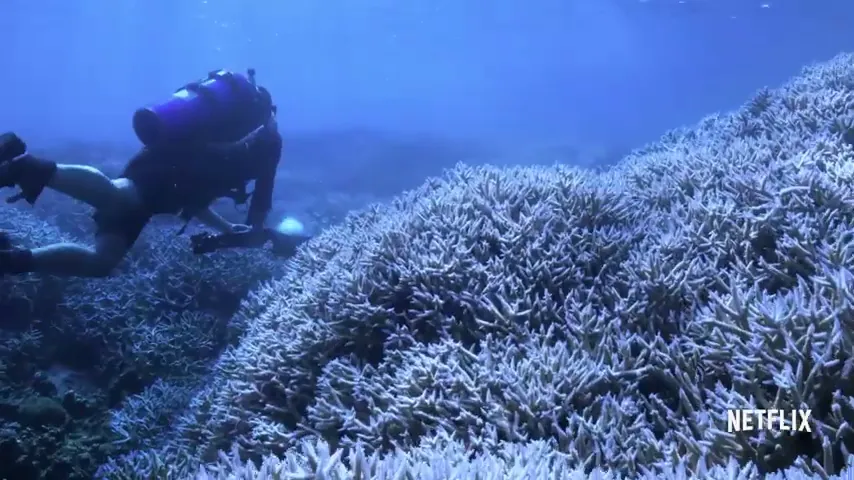 Chasing Coral Scene 2