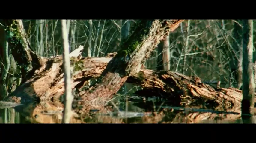 The Legend of Boggy Creek Scene 2