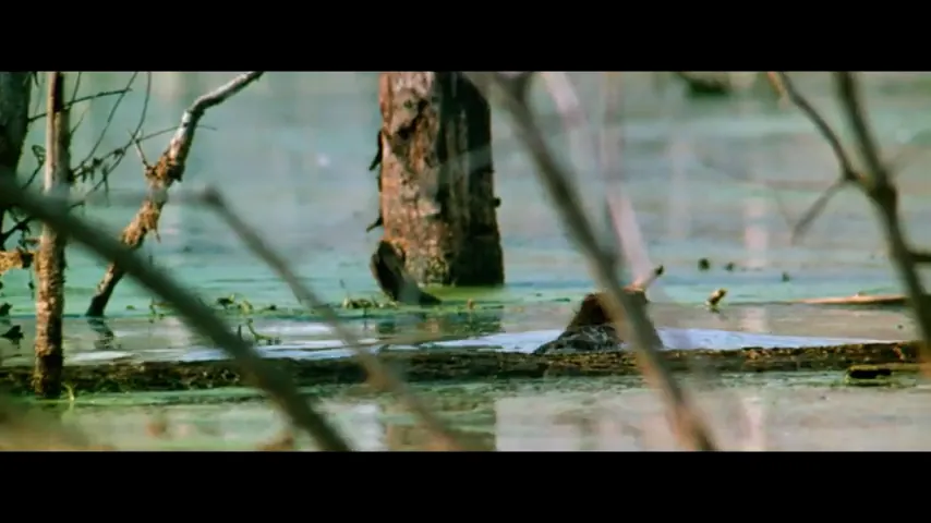 The Legend of Boggy Creek Scene 3