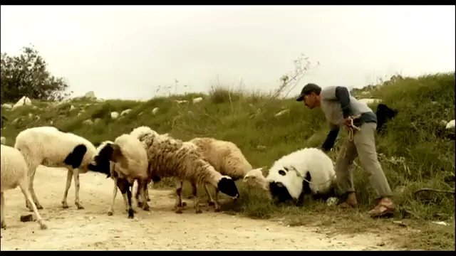 When Pigs Have Wings Scene 5