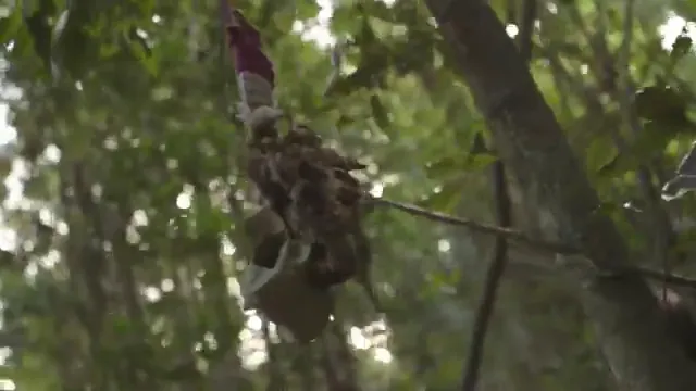 The Jungle Scene 2