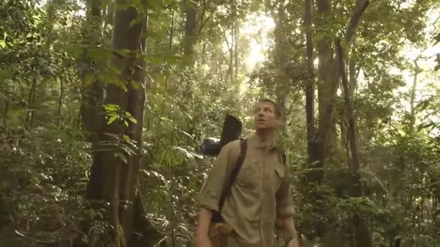 The Jungle Scene 3