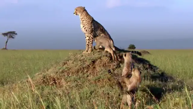 African Cats Scene 1
