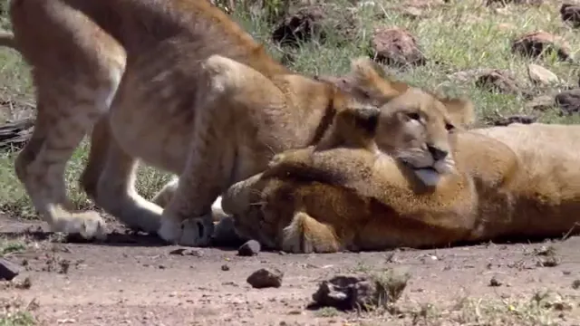 African Cats Scene 2