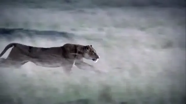 African Cats Scene 3