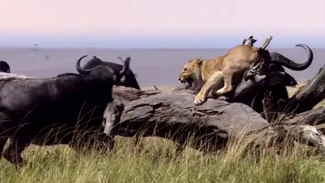 African Cats Scene 5
